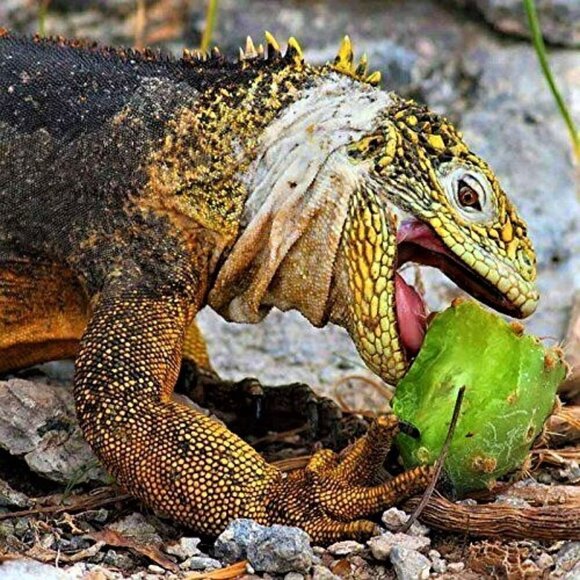 Prickly Pear Cactus 2 ea Spineless Opuntia Decorative Plant and Beauty Regimen. - Picture 8 of 12